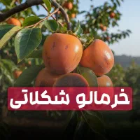 خرمالو شکلاتی ارسال فوری به سراسر کشور + اشانتیون