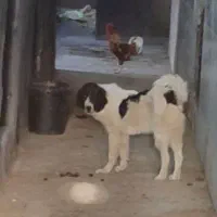 توله ماده ۴ ماهه واگذاری