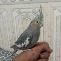 عروس هلندی