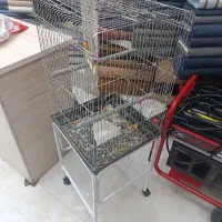 قفس طوطی . کرنچی . عروس