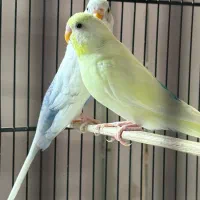 یه جفت مرغ عشق خوش رنگ آماده جفت گیری