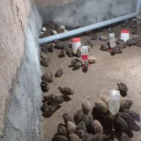 بلدرچین بالغ