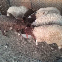 بره|حیوانات مزرعه|کلات (ایلام), |دیوار