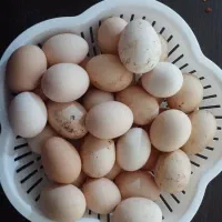 تخم مرغ محلی