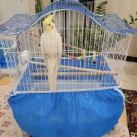عروس هلندی نر سفید لوتینو۲ساله و قفس پرنده
