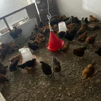 جوجه گلپایگانی