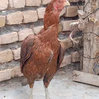 مرغ لاری قلم سبز