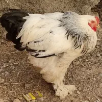 تخم نطفه دار