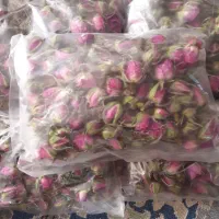 غنچه گل محمدی تازه شیراز