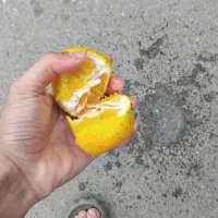 پرتقال لکه دار