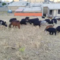 بز و بزغاله