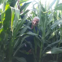 ذرت علوفه ای سیلو شده درجه یک