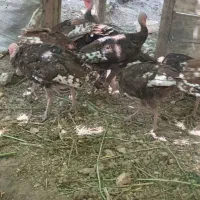 سلام جوجه بوقلمون  ۱۴عدد نر و ماده