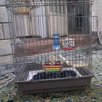 قفس پرنده