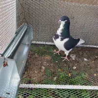ماده چپ سیاه و بدرنگ سبز