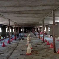 مرغداری‌گوشتی‌۹هزار‌قطعه‌ای‌‌مشارکت‌در‌جوجه‌ریزی