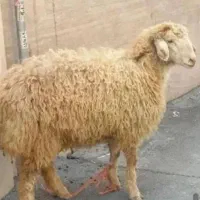 گوسفنده زنده افشار