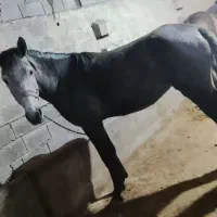 اسب مادیان دوخون