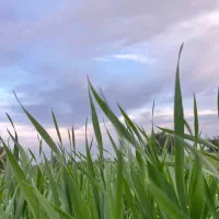 فروش ۵گونی کاه گندم
