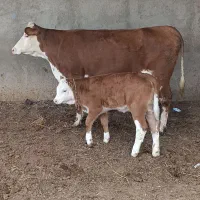 گاو نمونه همراه گوساله ماده