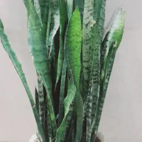 گل سانسوریا