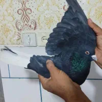 جفت زاغ دمب سفید شمعک سیاه