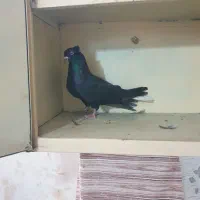 ماده زاغ دم