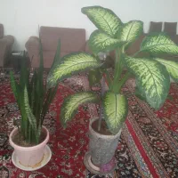 گل دیفن و گل سانسوریا
