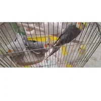 ۶تاعروس هلندی به همراه قفس