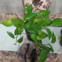 دو گلدان پتوس