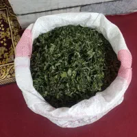 فروش نعناع