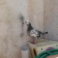 کبوتر ماده بزک آلمانی
