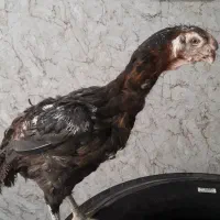 مرغ لاری هندی نوک طوطی دم طاووسی