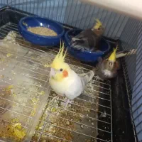 عروس هلندی مولد رو جوجه