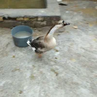 فروش غاز وقوغازنر