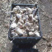 سیر