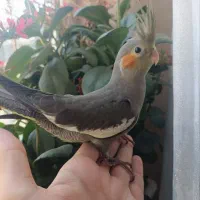 عروس هلندی
