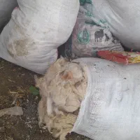 پشم گوسفند