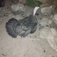 بوقلمون ماده تخمگذار