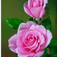 شرکت خدماتی و نظافتی دسته گل