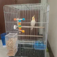 قفس