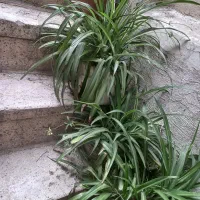 گیاه|گل مصنوعی|تهران, قلهک|دیوار