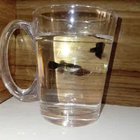 ماهی گوپی فول بلک