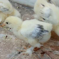 جوجه گلپایگان برهما لاری پیلموت گلین لری سلطان