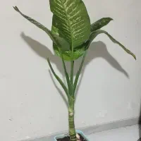 گل دیفن باخیا