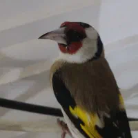 سهره ماده دستی