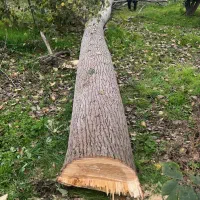 خریدار چوب و درخت