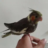 عروس هلندی معاوضه با کفتر