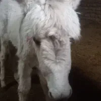 شیرتازه الاغ