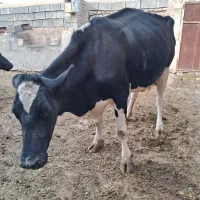 گاو|حیوانات مزرعه|مشهد, سراب|دیوار